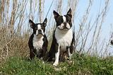 BOSTON TERRIER 349